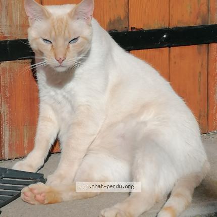 Photo 1/1 Chat retrouvé Perdu à Albias