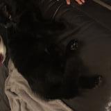 Photo de chat perdu à Trignac