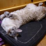 Photo de chat perdu à Meaux