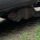 Photo de chat trouvé à Halluin