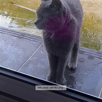 Photo 1/1 Chat retrouvé Perdu à Wannehain