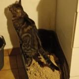 Photo de chat perdu à Ecommoy