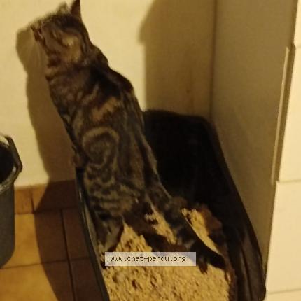 Photo 1/1 Chat retrouvé Perdu à Ecommoy