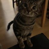 Photo de chat perdu à Clermont Ferrand