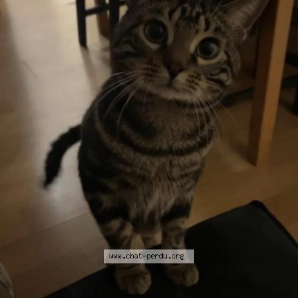 Photo de chat perdu à Clermont Ferrand