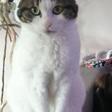 Photo de chat perdu à Hoenheim