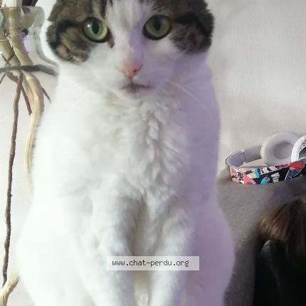 Photo de chat perdu à Hoenheim