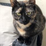 Photo de chat perdu à Montpellier