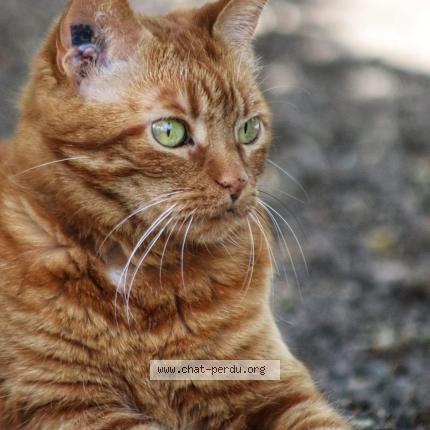 Photo de chat perdu à Plelan Le Petit
