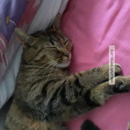 Photo de chat perdu à Valmondois