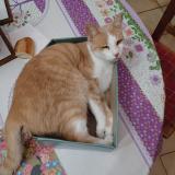 Photo de chat perdu à Le Coteau