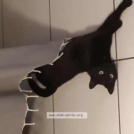 Photo 1/1 Chat retrouvé Perdu à Velizy Villacoublay