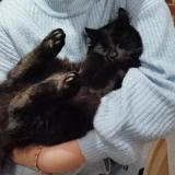 Photo de chat perdu à Louviers