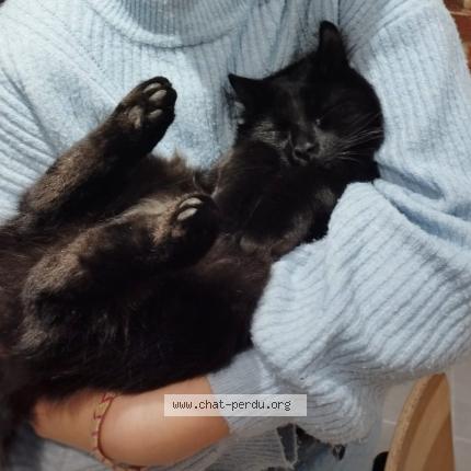 Photo de chat perdu à Louviers