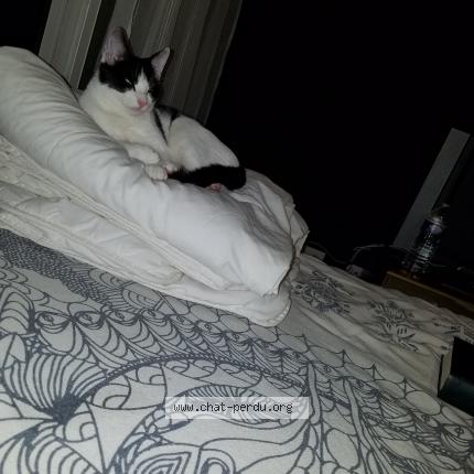 Photo de chat perdu à Sens