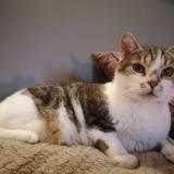 Photo de chat perdu à Sequedin