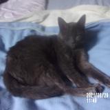 Photo de chat perdu à Blaincourt Les Precy