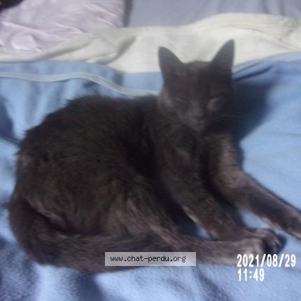 Photo de chat perdu à Blaincourt Les Precy