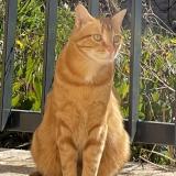 Photo de chat perdu à Chateaufort