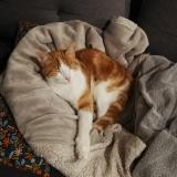 Photo de chat perdu à Saint Jean De Braye