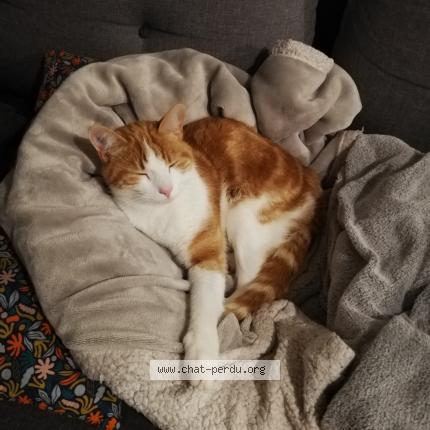 Photo de chat perdu à Saint Jean De Braye