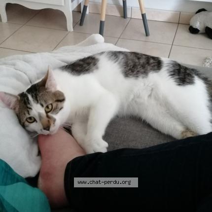 Photo de chat perdu à Pontivy