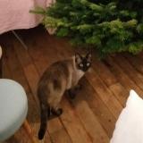 Photo de chat perdu à Saint Ouen L Aumone