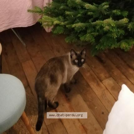 Photo de chat perdu à Saint Ouen L Aumone