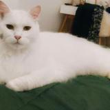 Photo de chat perdu à Saint Yrieix Sur Charente