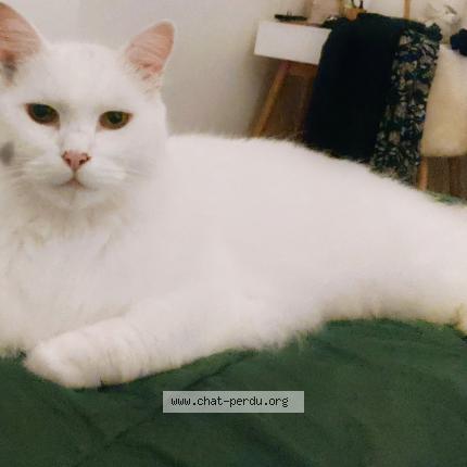 Photo de chat perdu à Saint Yrieix Sur Charente