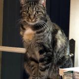 Photo de chat perdu à Izon