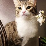 Photo de chat perdu à Bondy