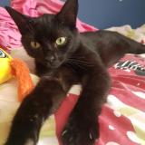 Photo de chat perdu à Plescop