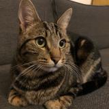 Photo de chat perdu à Guyancourt