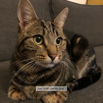 Photo de chat perdu à Guyancourt