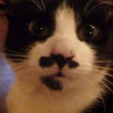 Photo de chat perdu à Marssac Sur Tarn