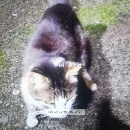 Photo 1/1 Chat retrouvé Trouvé à St raphael