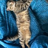 Photo de chat perdu à L Union