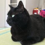 Photo de chat perdu à Wambrechies