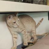 Photo de chat perdu à Ant Bes