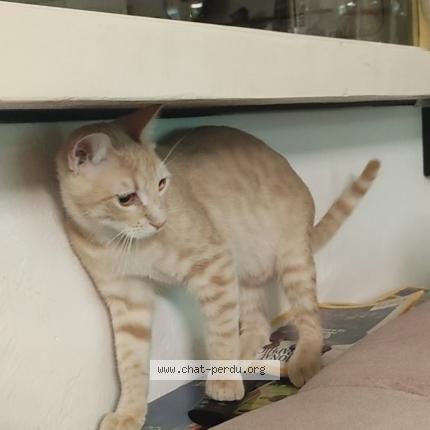 Photo de chat perdu à Ant Bes