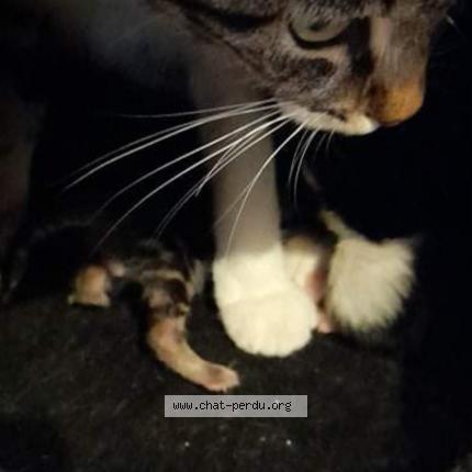 Photo 1/1 Chat retrouvé Perdu à Roanne