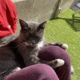 Photo de chat perdu à Colombes