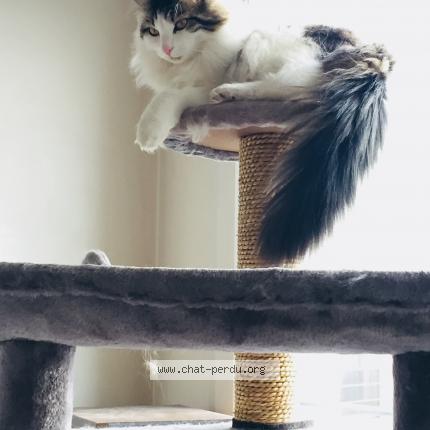Photo 1/1 Chat retrouvé Perdu à Asnieres Sur Oise