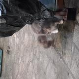 Photo de chat trouvé à Dixmont