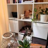 Photo de chat trouvé à Paris