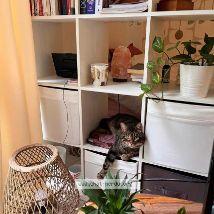 Photo 2/2 Chat retrouvé Trouvé à Paris
