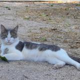 Photo de chat perdu à Gardanne