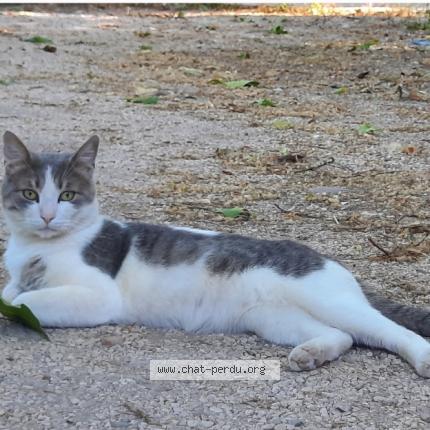 Photo 1/1 Chat retrouvé Perdu à Gardanne