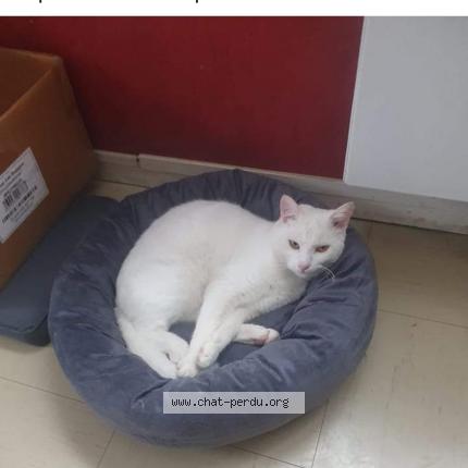 Photo de chat perdu à Plancoet